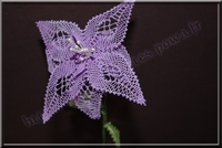 20120321-Fleur mauve_007.jpg